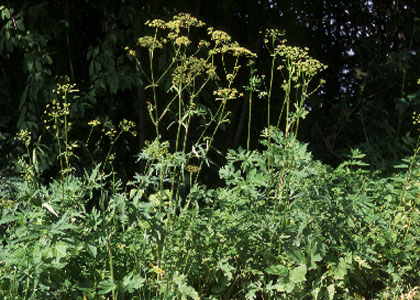 Sibīrijas latvānis / heracleum sibiricum
